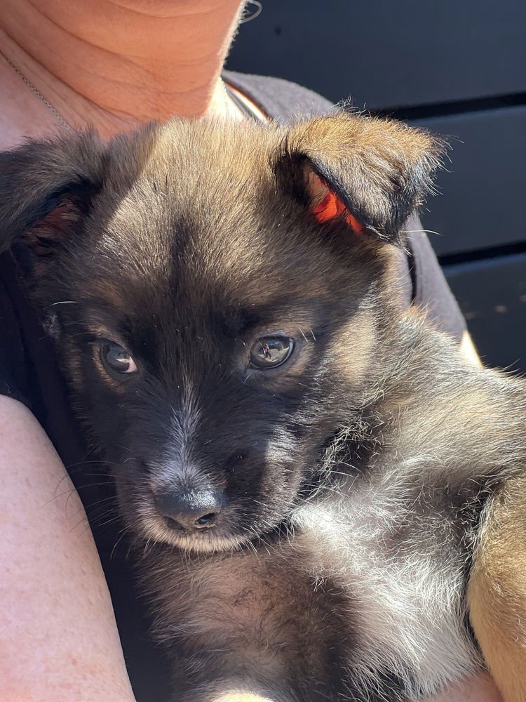 SPROUT - Havanese / Lhasa Apso available for adoption