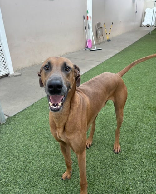 GAVYN - Great Dane / Doberman Pinscher available for adoption