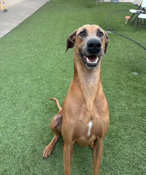 GAVYN - Great Dane / Doberman Pinscher available for adoption