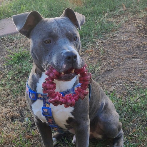 LUKE - Pit Bull Terrier / American Staffordshire Terrier available for adoption