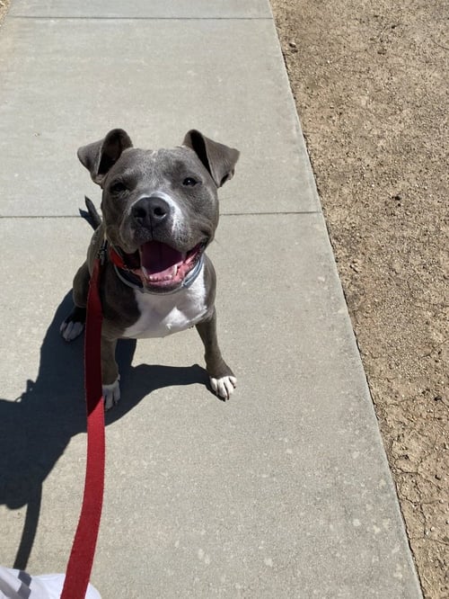 LUKE - Pit Bull Terrier / American Staffordshire Terrier available for adoption