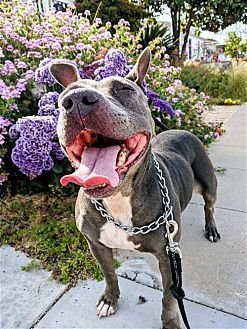 KEISY - American Bulldog / American Staffordshire Terrier available for adoption