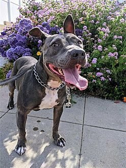KEISY - American Bulldog / American Staffordshire Terrier available for adoption