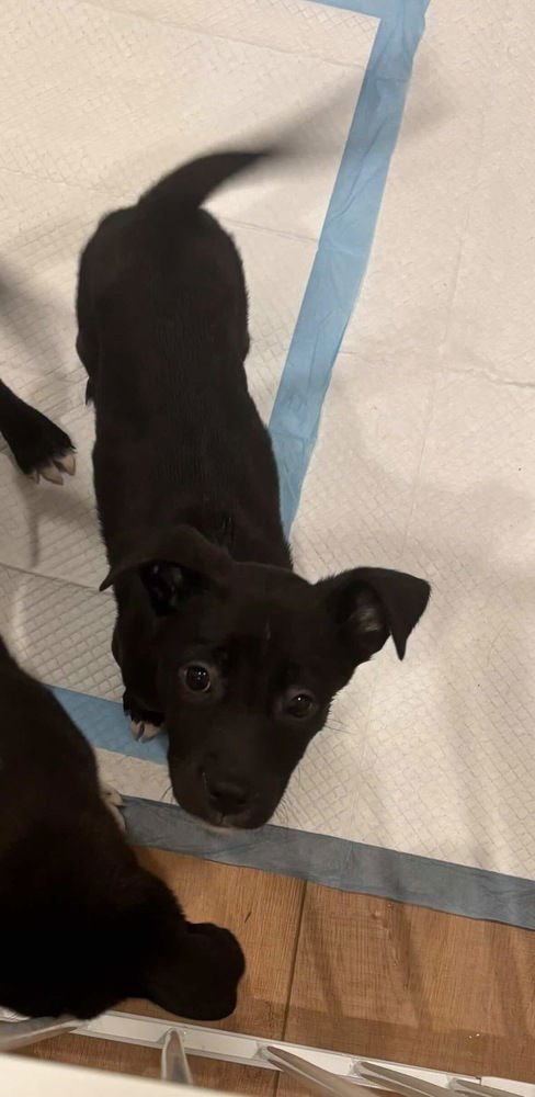 CHARLIE - Border Collie available for adoption