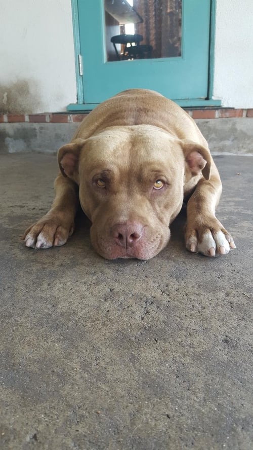 MASON - Terrier / Pit Bull Terrier available for adoption