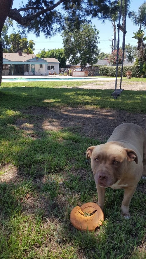 MASON - Terrier / Pit Bull Terrier available for adoption