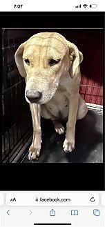 DAISY - Labrador Retriever / American Staffordshire Terrier available for adoption
