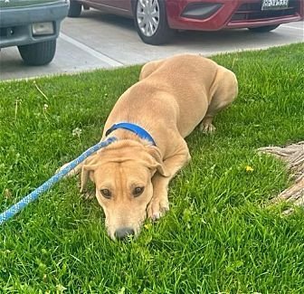 DAISY - Labrador Retriever / American Staffordshire Terrier available for adoption