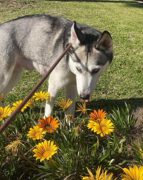 MARLEE - Husky available for adoption