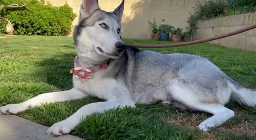 MARLEE - Husky available for adoption