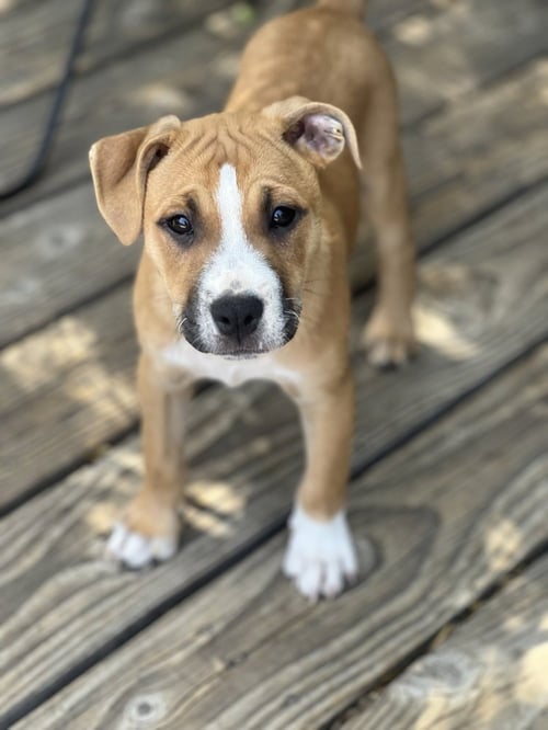 ASPEN - Boxer / Terrier available for adoption