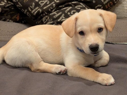 BENTLEY - Corgi / Terrier available for adoption