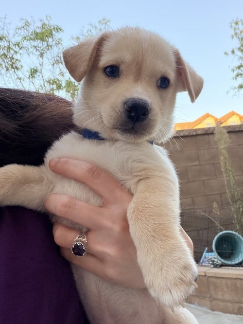 BENTLEY - Corgi / Terrier available for adoption