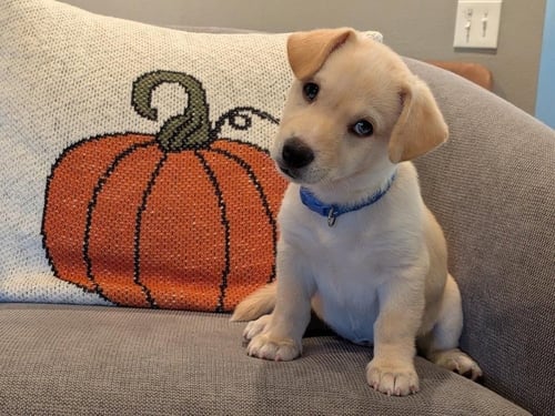 BENTLEY - Corgi / Terrier available for adoption