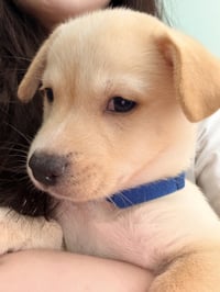 BENTLEY - Photo 2