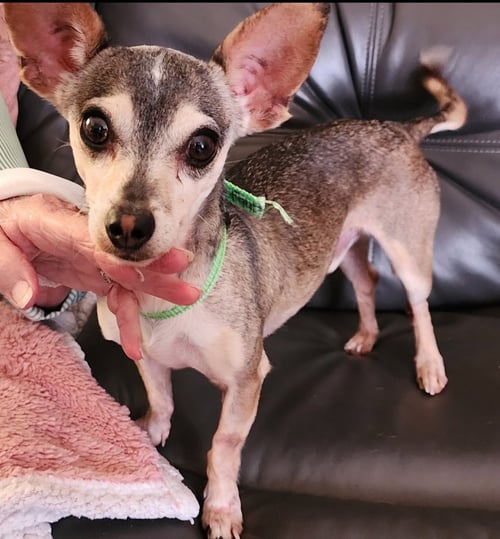 SAMMY - Chihuahua available for adoption