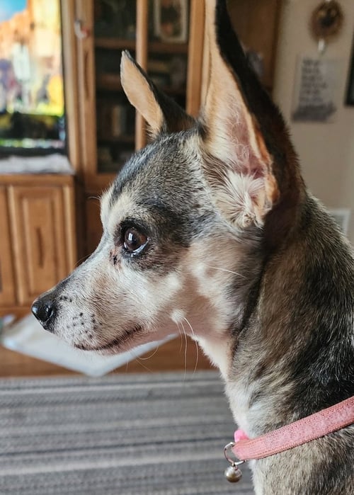 SAMMY - Chihuahua available for adoption