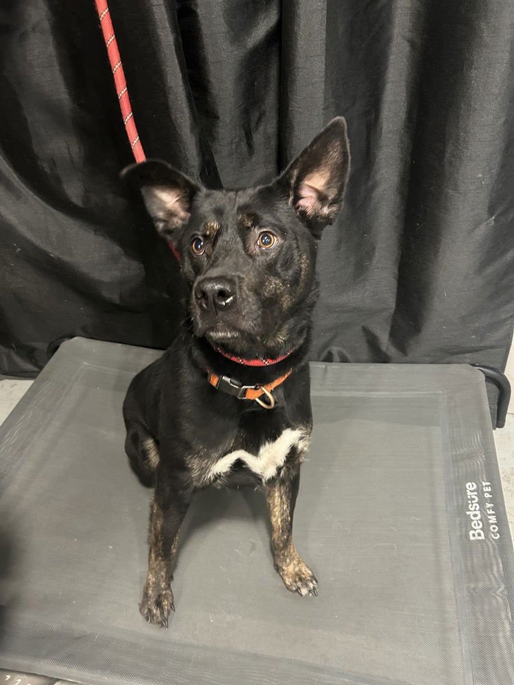 MIDNIGHT - German Shepherd Dog available for adoption