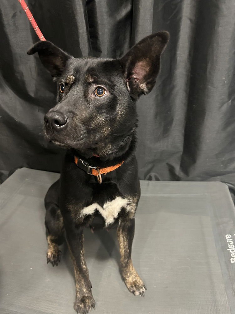 MIDNIGHT - German Shepherd Dog available for adoption