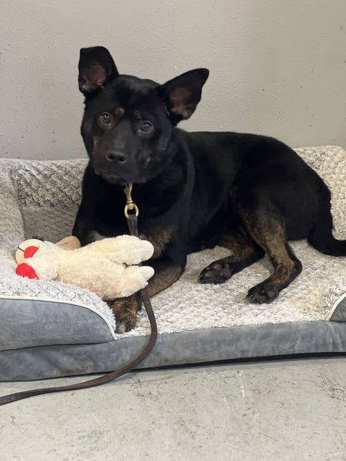 MIDNIGHT - German Shepherd Dog available for adoption