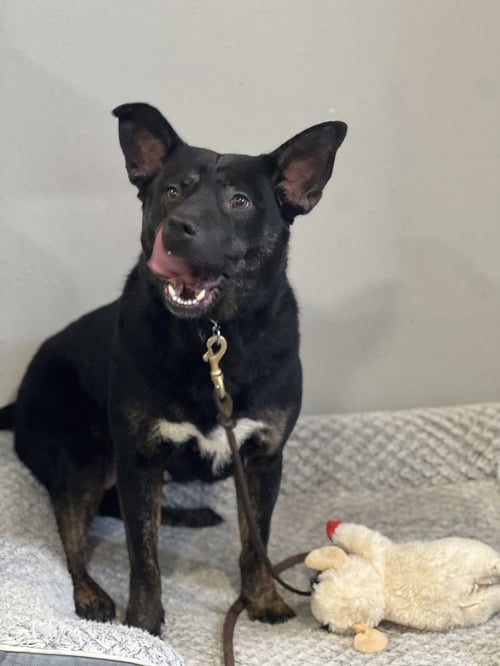 MIDNIGHT - German Shepherd Dog available for adoption