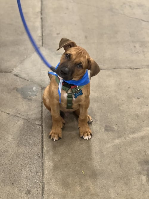 LINCOLN - Boxer / Shepherd available for adoption