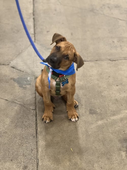 LINCOLN - Boxer / Shepherd available for adoption