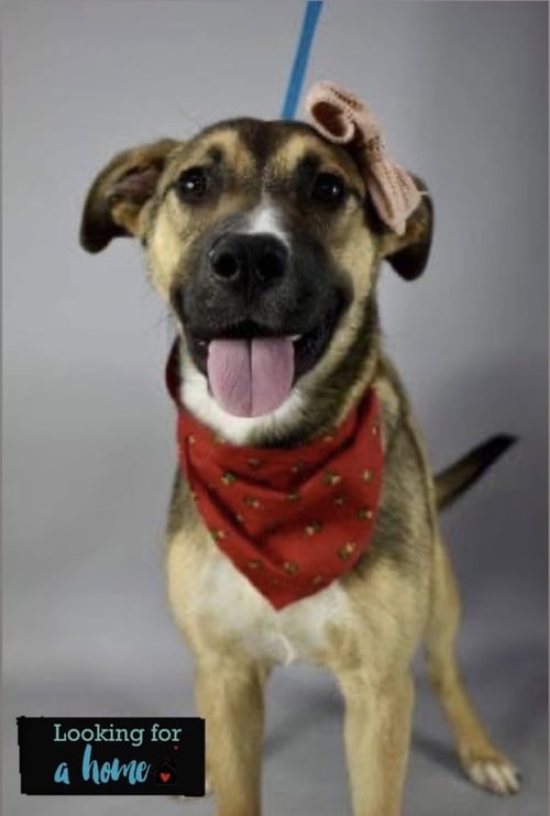 LUCY - Australian Shepherd / Shepherd available for adoption