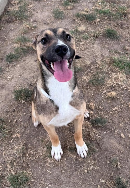 LUCY - Australian Shepherd / Shepherd available for adoption