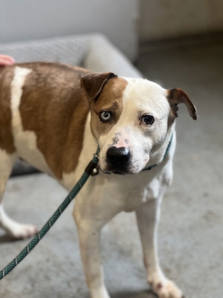 MAMA POPPY - American Staffordshire Terrier / Australian Cattle Dog/Blue Heeler available for adoption