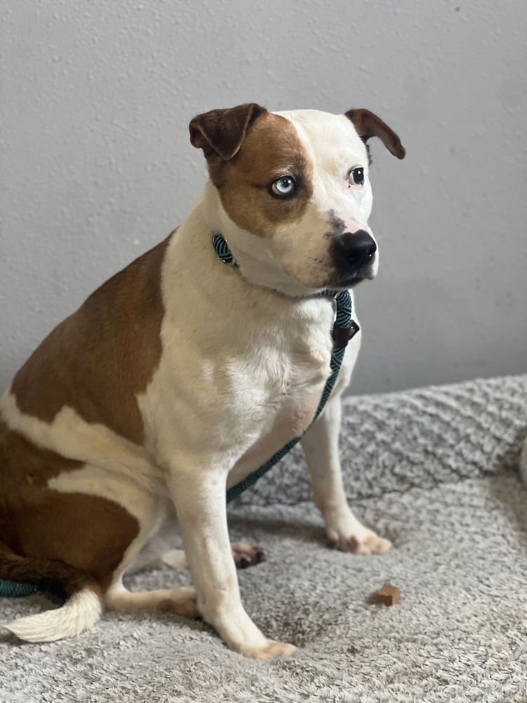 MAMA POPPY - American Staffordshire Terrier / Australian Cattle Dog/Blue Heeler available for adoption