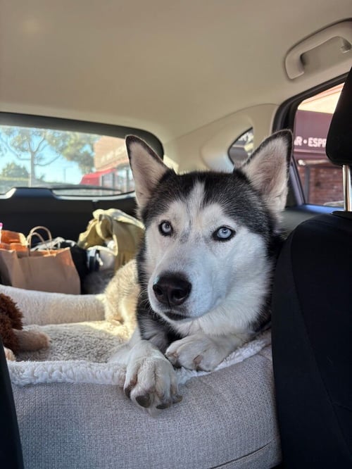ZOEY - Husky available for adoption