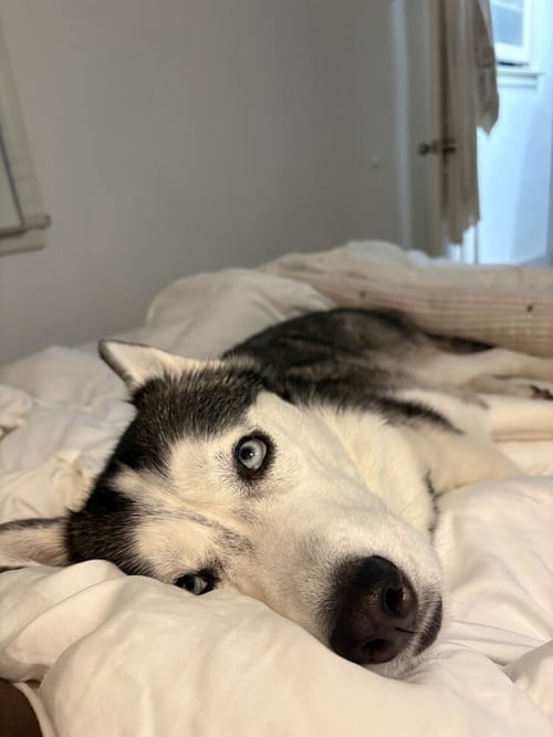 ZOEY - Husky available for adoption