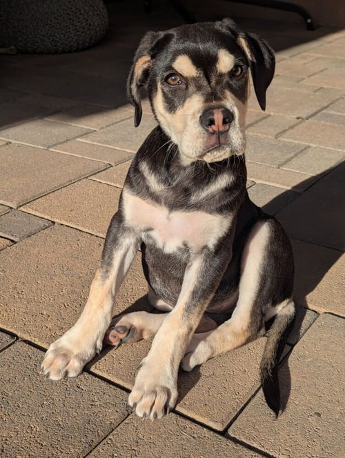 SAGE - Hound / Husky available for adoption