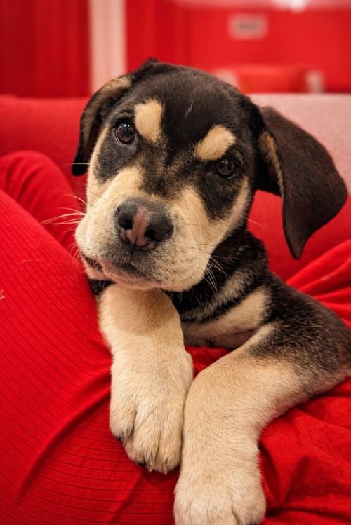 SAGE - Hound / Husky available for adoption