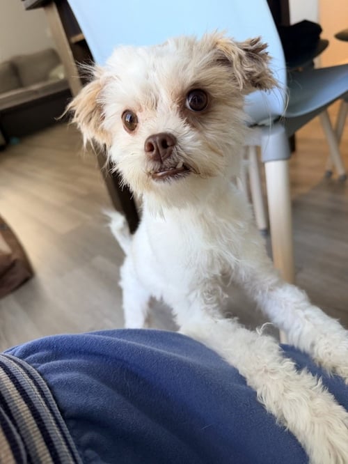 FERGIE - Maltese / Poodle (Miniature) available for adoption