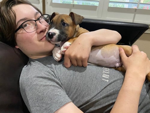 HAN SOLO - Black Mouth Cur / Boxer available for adoption