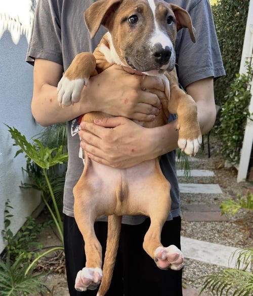 HAN SOLO - Black Mouth Cur / Boxer available for adoption