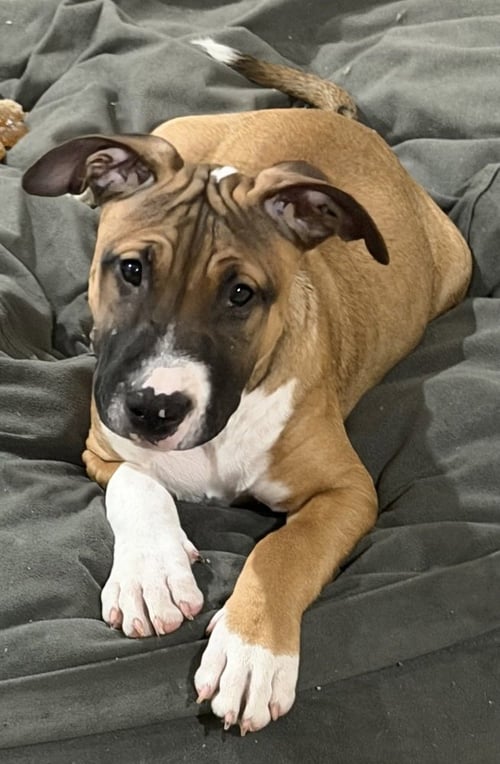 HAN SOLO - Black Mouth Cur / Boxer available for adoption