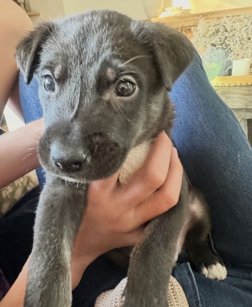 BOOTS - Labrador Retriever available for adoption