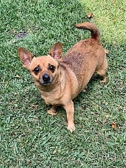 PENNY - Chihuahua available for adoption
