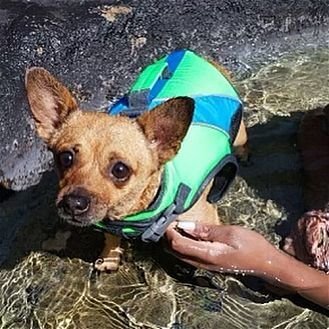PENNY - Chihuahua available for adoption