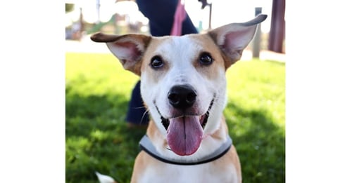 ARMY - Carolina Dog / Shepherd available for adoption