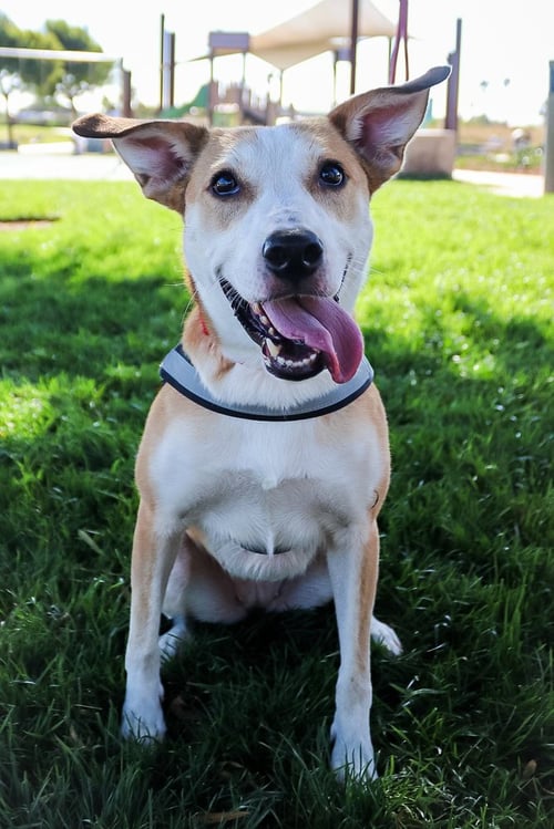 ARMY - Carolina Dog / Shepherd available for adoption