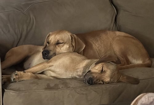 WRIGLEY - Labrador Retriever / Shepherd available for adoption