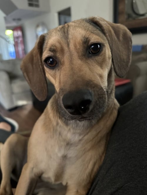 WRIGLEY - Labrador Retriever / Shepherd available for adoption