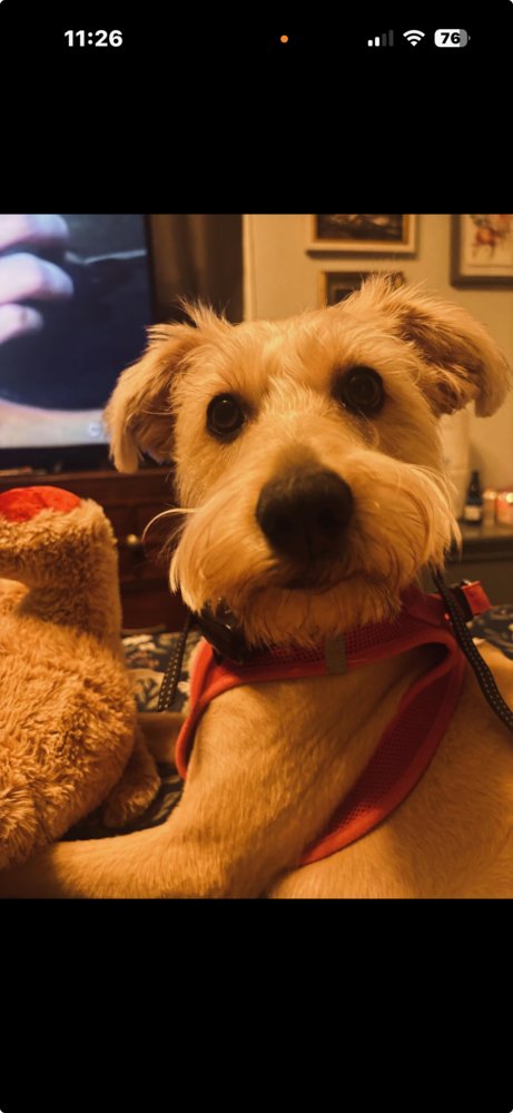 LUCY - Unknown available for adoption