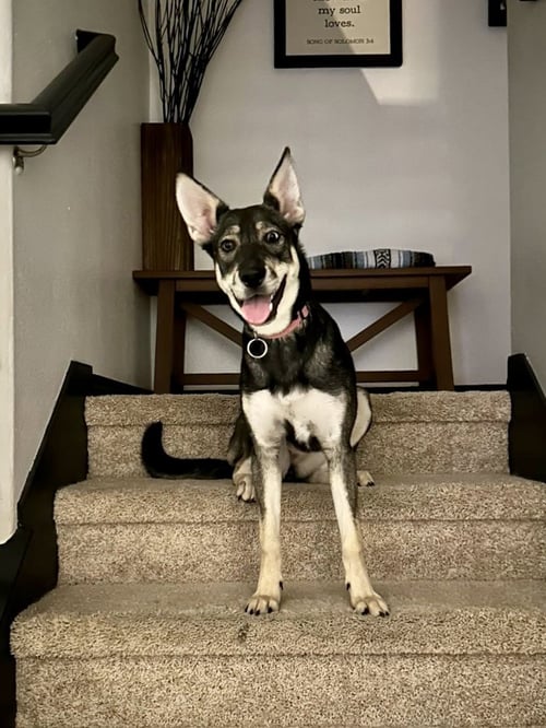 AVA - Husky / Shepherd available for adoption