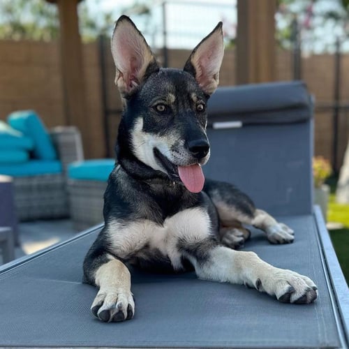 AVA - Husky / Shepherd available for adoption