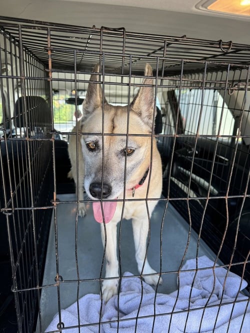 DAKOTA - Shepherd available for adoption
